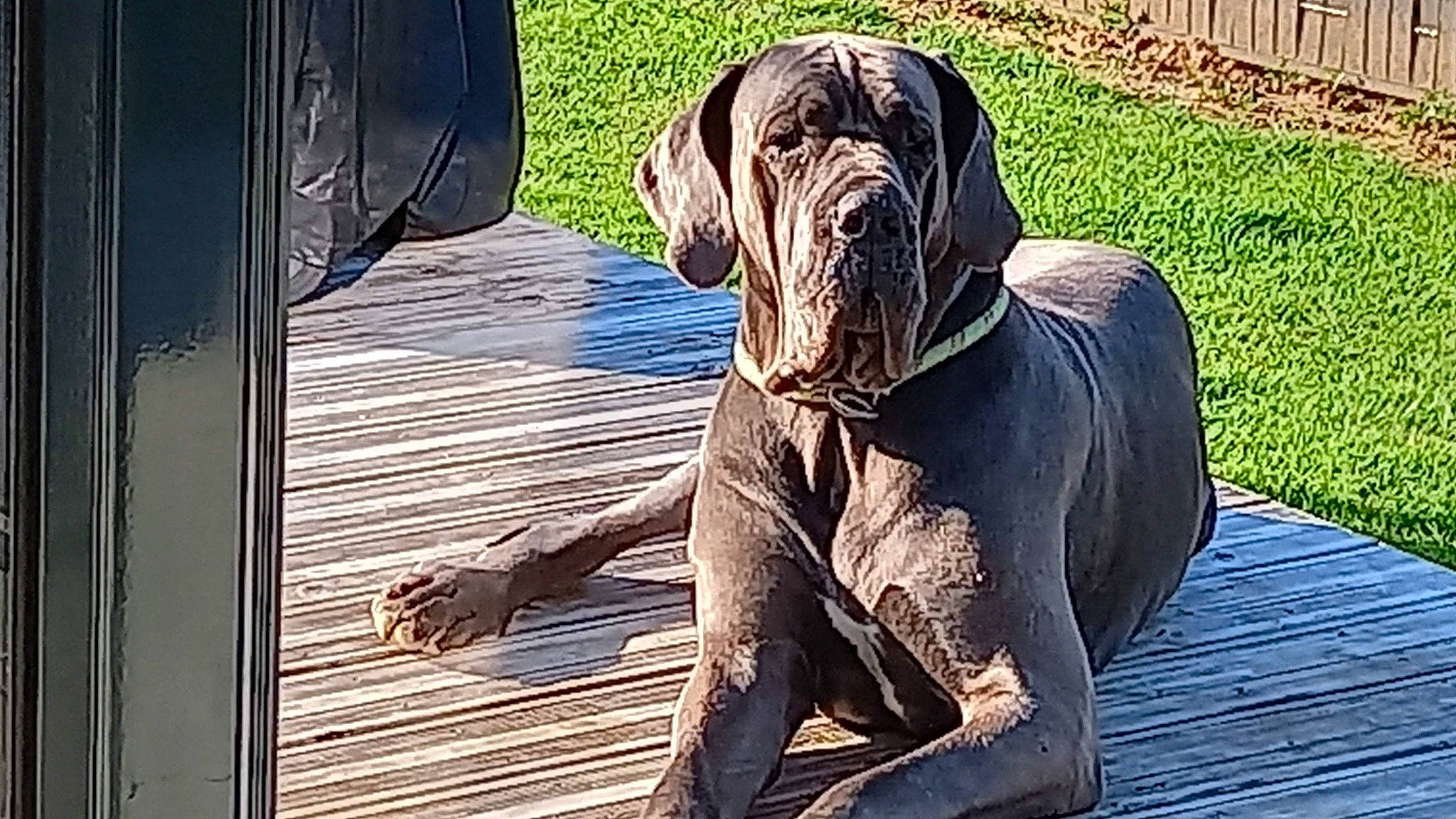 Opaline participe au concours pour gagner de l'argent avec cette photo : canidae, carnivore, companion_dog, dog, dog_breed, dog_supply, fawn, fence, grass, guard_dog, hardwood, liver, pet_supply, rectangle, snout, sporting_group, tints_and_shades, wood, working_animal, wrinkle