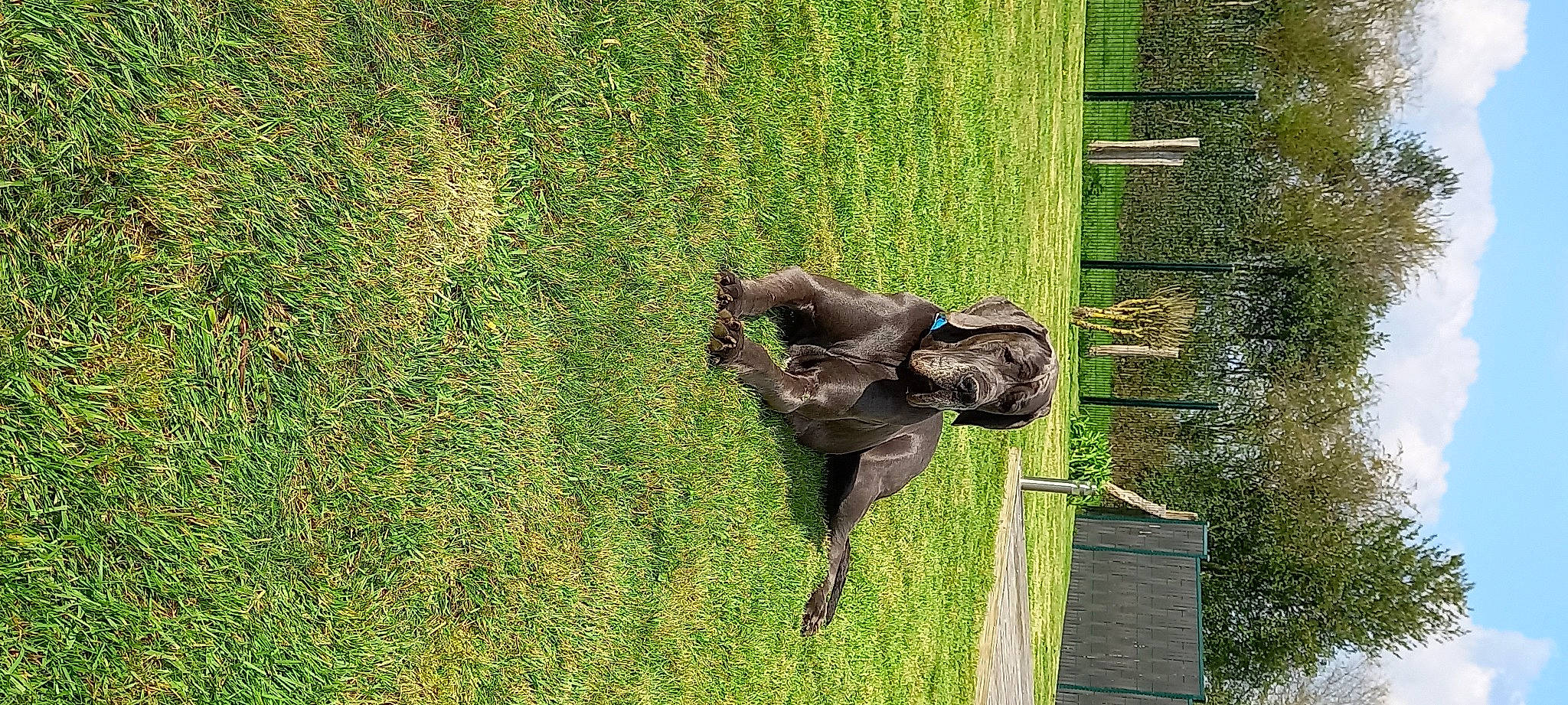 Utan participe au concours pour gagner de l'argent avec cette photo : art, canidae, dog_breed, grass, grassland, groundcover, liver, pasture, plant, sculpture, sporting_group, statue, tail, terrestrial_animal, tree, trunk, wildlife, wood