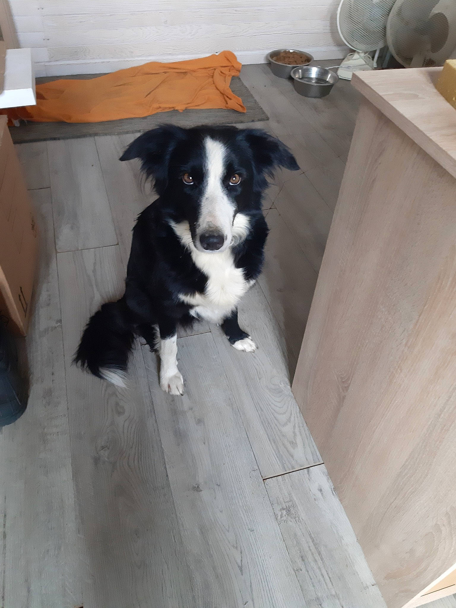 Lyna D Amour a rejoint le concours — aidez-le/la à gagner de superbes lots ! borador, border_collie, canidae, carnivore, companion_dog, dog, dog_breed, english_shepherd, herding_dog, karelian_bear_dog, mammal, mcnab, sporting_group, stabyhoun, vertebrate, welsh_sheepdog, working_dog