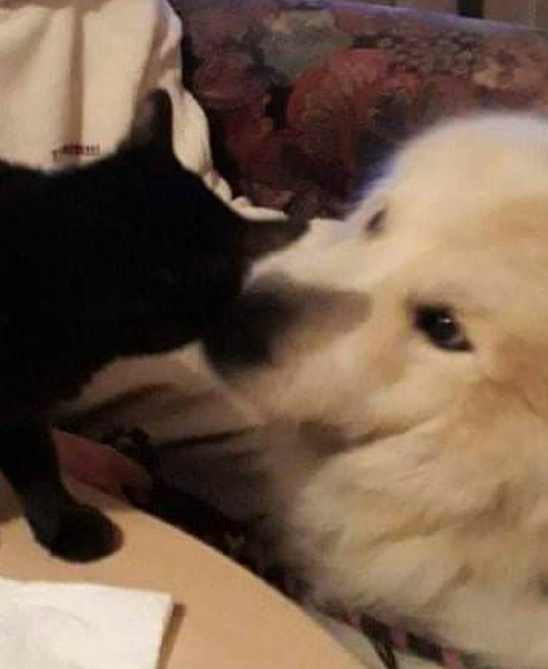 Maxou D Amour participe au concours pour gagner de l'argent avec cette photo : canidae, carnivore, companion_dog, dog, dog_breed, great_pyrenees, japanese_spitz, labrador_retriever, mammal, non_sporting_group, nose, pomeranian, puppy, puppy_love, retriever, samoyed, snout, sporting_group