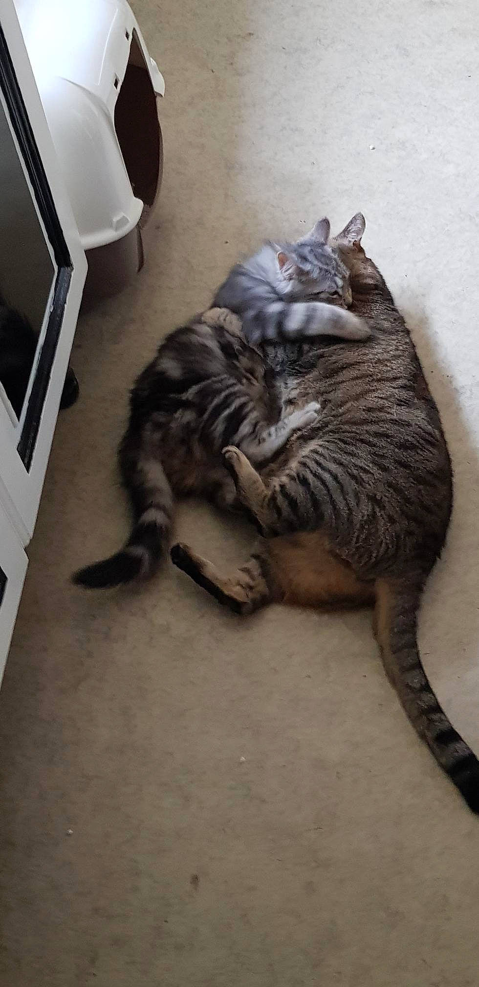 Paco a rejoint le concours — aidez-le/la à gagner de superbes lots ! carnivore, cat, claw, comfort, computer_keyboard, domestic_short_haired_cat, felidae, flooring, fur, grey, metal, output_device, paw, small_to_medium_sized_cats, snout, tail, terrestrial_animal, whiskers