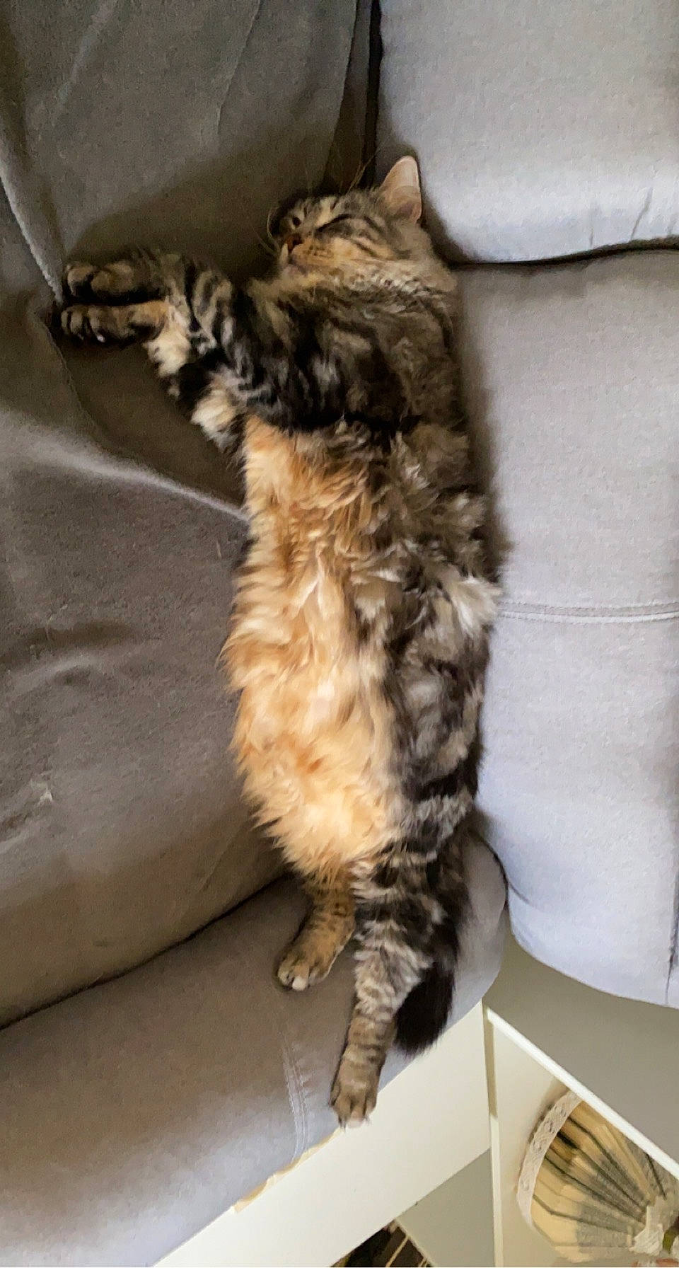 Paco participe au concours pour gagner de l'argent avec cette photo : carnivore, cat, claw, comfort, domestic_short_haired_cat, felidae, flooring, fur, paw, small_to_medium_sized_cats, tail, terrestrial_animal, whiskers