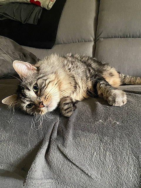 Paco a rejoint le concours — aidez-le/la à gagner de superbes lots ! carnivore, cat, claw, comfort, couch, domestic_short_haired_cat, felidae, fur, grey, nap, paw, pillow, sleep, small_to_medium_sized_cats, tail, whiskers