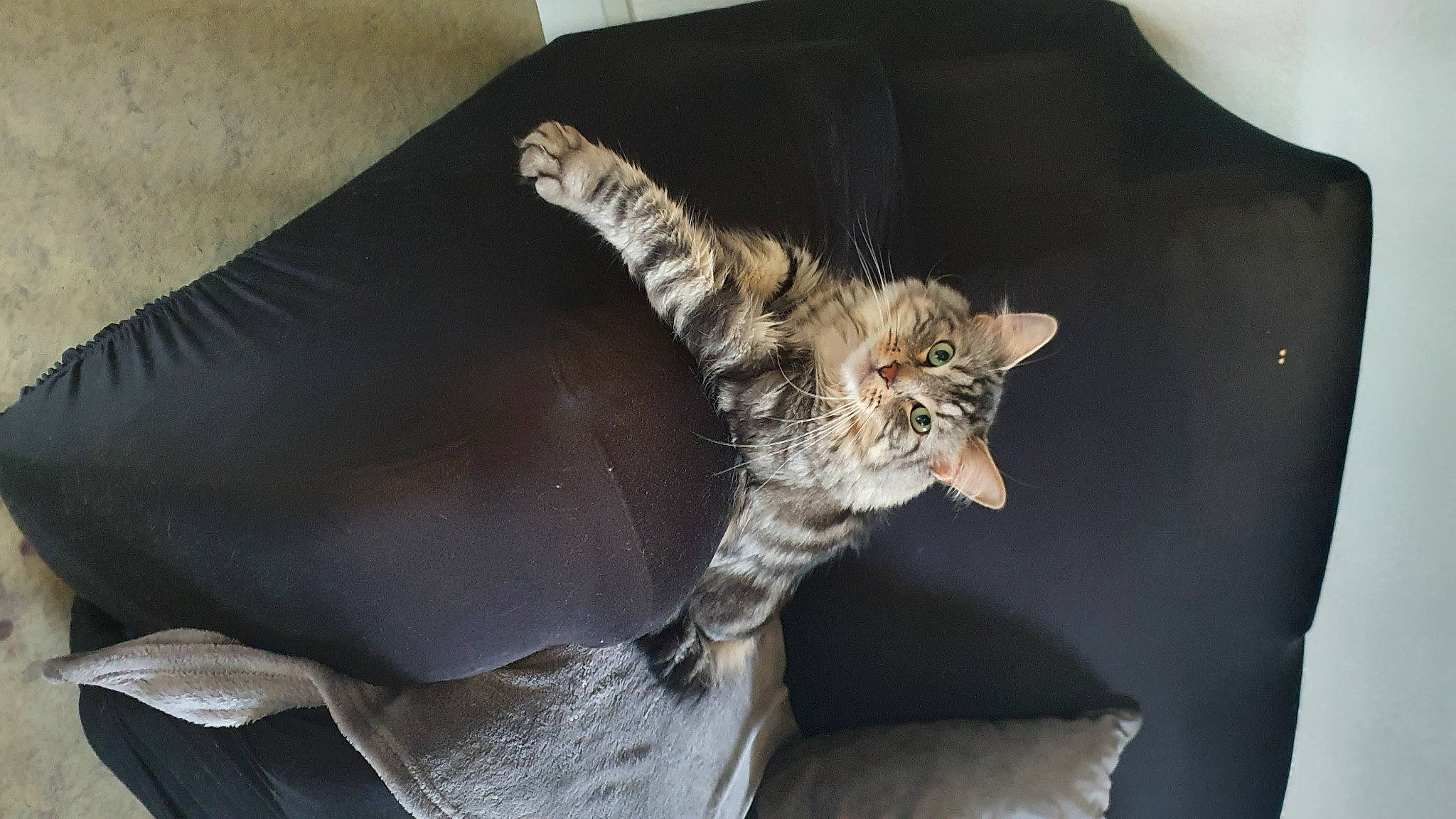 Paco participe au concours pour gagner de l'argent avec cette photo : bed, canidae, carnivore, cat, claw, comfort, couch, domestic_short_haired_cat, fawn, felidae, fur, grey, paw, small_to_medium_sized_cats, tail, whiskers