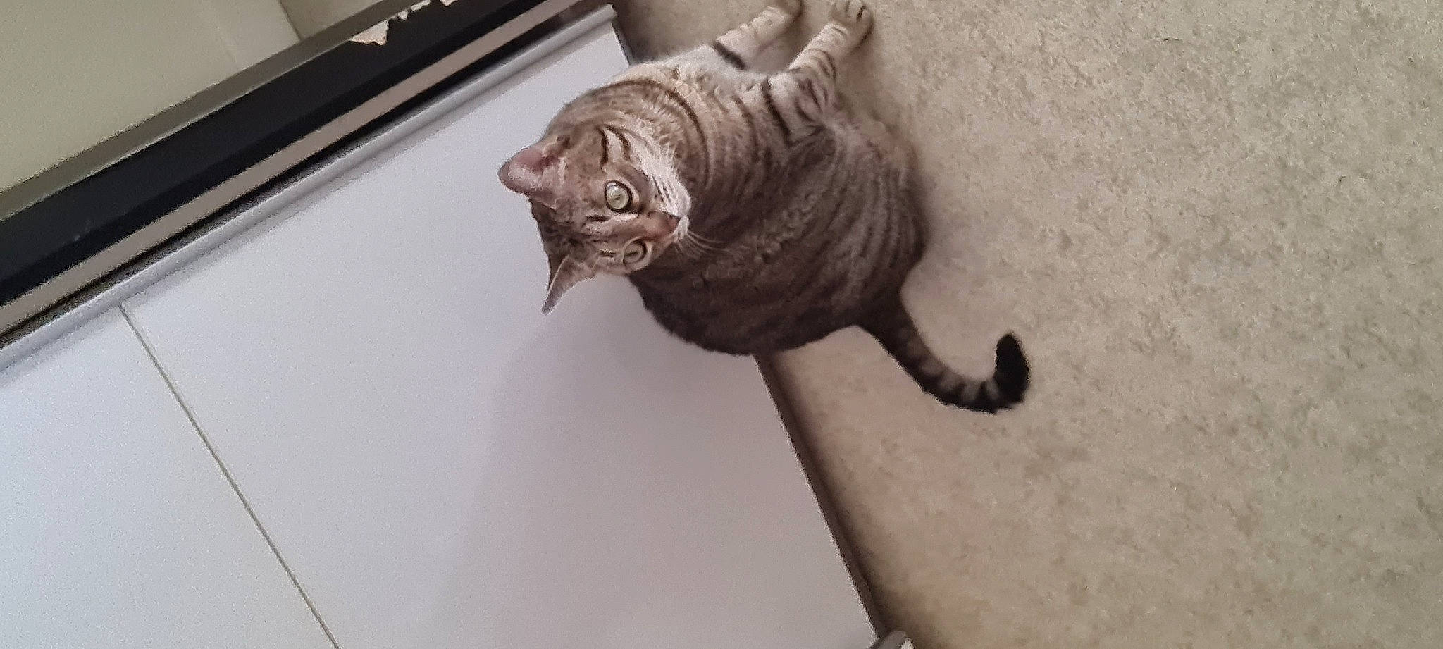 Bella a rejoint le concours — aidez-le/la à gagner de superbes lots ! art, artifact, carnivore, carving, cat, domestic_short_haired_cat, felidae, fur, metal, sculpture, small_to_medium_sized_cats, snout, tail, terrestrial_animal, whiskers, wood