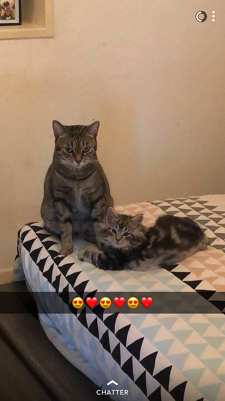 Bella a rejoint le concours — aidez-le/la à gagner de superbes lots ! automotive_tire, black_cat, carnivore, cat, comfort, domestic_short_haired_cat, felidae, flooring, fur, grey, linens, pattern, paw, room, sitting, small_to_medium_sized_cats, tail, vertebrate, whiskers, wood