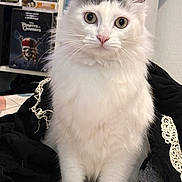 Chanel a rejoint le concours — aidez-le/la à gagner de superbes lots ! cat, white_cat, fluffy, pet, animal, indoor, bed, blanket, fur, curious, sitting, closeup, whiskers, ears, eyes, pink_nose, soft, cozy, black_garment, embroidery