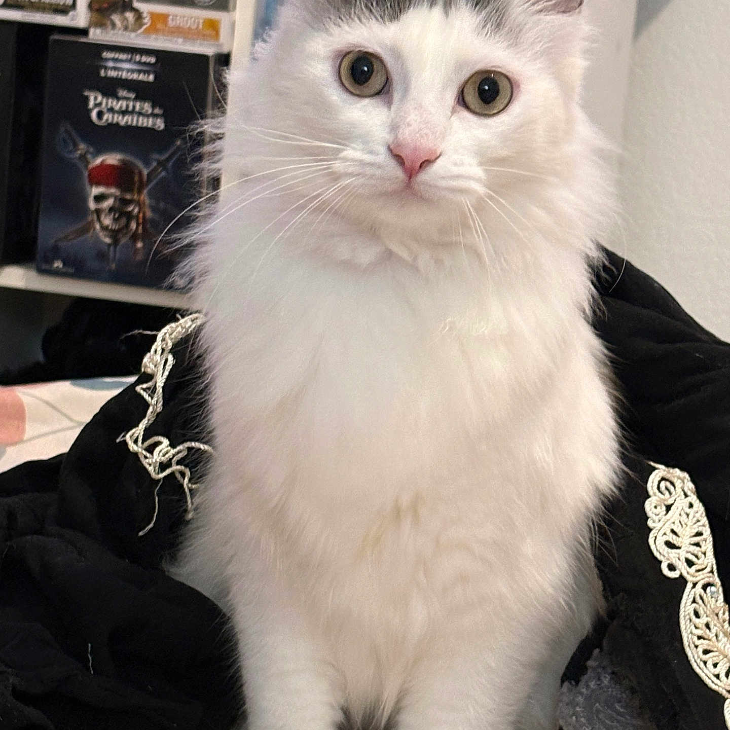 Chanel a rejoint le concours — aidez-le/la à gagner de superbes lots ! cat, white_cat, fluffy, pet, animal, indoor, bed, blanket, fur, curious, sitting, closeup, whiskers, ears, eyes, pink_nose, soft, cozy, black_garment, embroidery