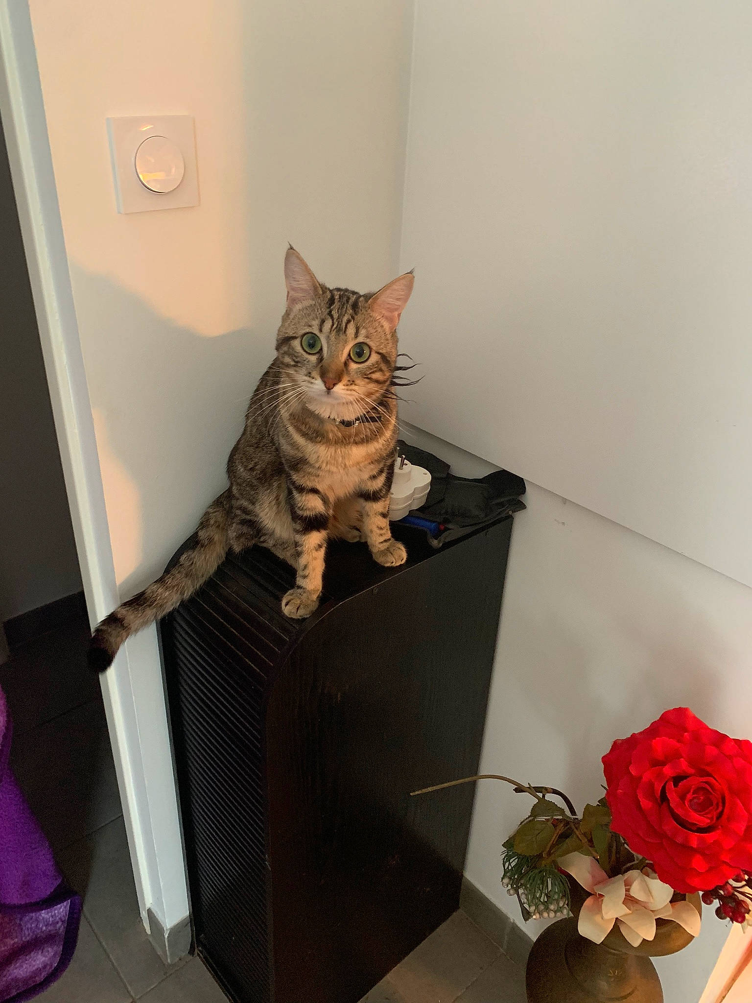 Harlem participe au concours pour gagner de l'argent avec cette photo : american_shorthair, bengal, carnivore, cat, domestic_short_haired_cat, european_shorthair, felidae, kitten, small_to_medium_sized_cats, tabby_cat, whiskers