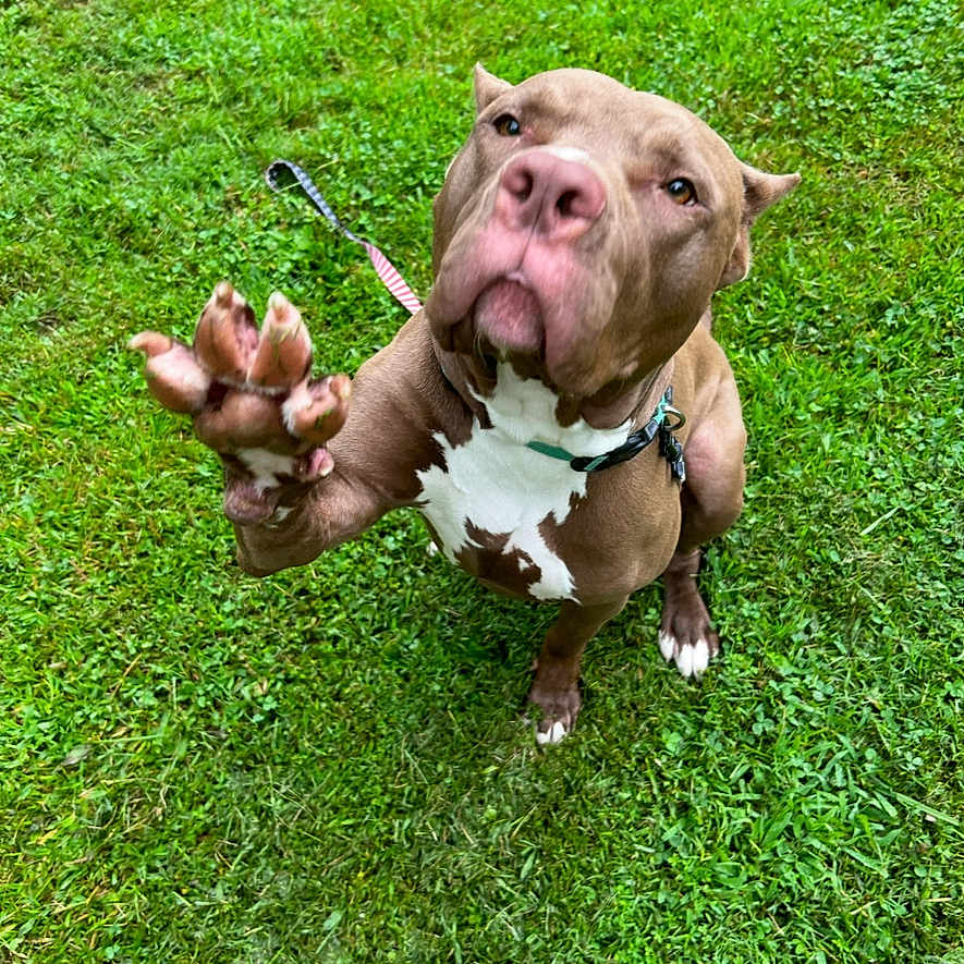 Feebee joined the competition — help win amazing prizes! animal, ball, boxer, bulldog, canine, dog, face, grass, head, lawn, nature, outdoors, person, pet, photography, pitbull, plant, portrait, puppy, sport
