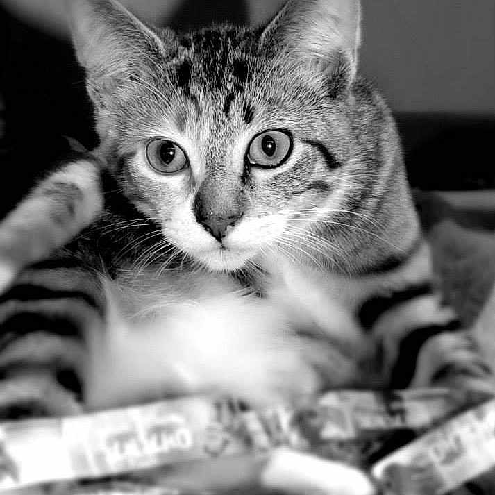 Rolo joined the competition — help win amazing prizes!