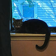 Josie Girl is registered to the contest to win money with this photo: cat, tabby_cat, windowsill, window, curtain, indoor, pet, animal, feline, tail, looking, house, wall, tree_branch, daylight, shadow, quiet, resting, domestic, mood