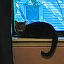 cat, tabby_cat, windowsill, window, curtain, indoor, pet, animal, feline, tail, looking, house, wall, tree_branch, daylight, shadow, quiet, resting, domestic, mood