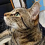 cat, tabby_cat, close_up, profile, green_eyes, whiskers, fur, indoor, pet, animal, looking, side_view, cute, domestic_cat, mammal, feline, focus, texture, soft_light, background