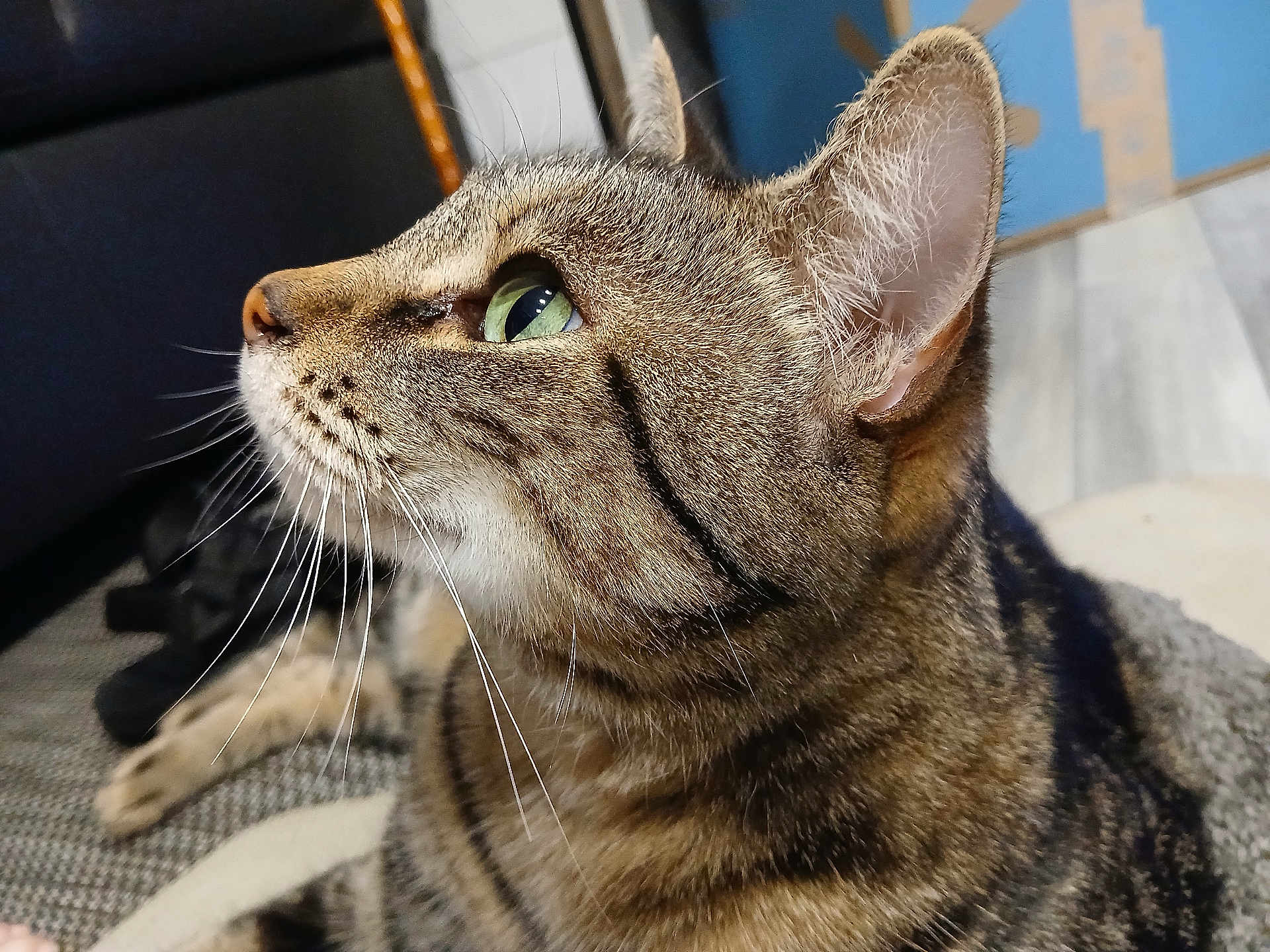 Josie Girl joined the competition — help win amazing prizes! cat, tabby_cat, close_up, profile, green_eyes, whiskers, fur, indoor, pet, animal, looking, side_view, cute, domestic_cat, mammal, feline, focus, texture, soft_light, background