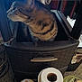 Josie Girl is registered to the contest to win money with this photo: cat, tabby_cat, storage_container, paper_towel_roll, yellow_bottle, basket, cords, indoor, curious, pet, feline, household_items, clutter, side_view, domestic, cozy, sitting, looking_away, fur, container