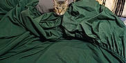 Josie Girl joined the competition — help win amazing prizes! cat, tabby, blanket, bed, pillow, indoor, cozy, fur, pet, feline, curious, resting, home, sleepy, textile, fabric, yellowstone, green, comfort, animal