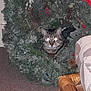 Josie Girl joined the competition — help win amazing prizes! cat, christmas_wreath, indoor, carpet, furniture, glowing_eyes, holiday_decor, red_bow, pine_cones, greenery, pet, animal, tabby_cat, festive, decoration, curiosity, cozy, home, holidays, cute