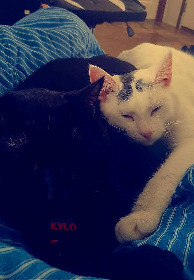 Rey joined the competition — help win amazing prizes! blue, carnivore, cat, cloud, comfort, cool, domestic_short_haired_cat, electric_blue, eye, felidae, fur, mammal, meteorological_phenomenon, photograph, small_to_medium_sized_cats, snapshot, tail, textile, vertebrate, whiskers