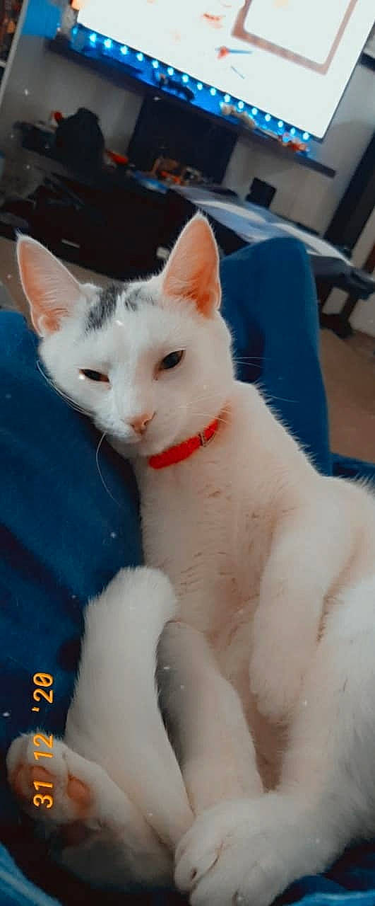 Rey joined the competition — help win amazing prizes! carnivore, cat, chair, domestic_short_haired_cat, fawn, felidae, fur, paw, small_to_medium_sized_cats, snout, tail, terrestrial_animal, whiskers