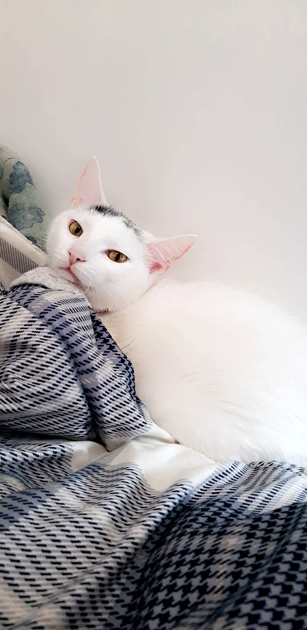 Rey joined the competition — help win amazing prizes! carnivore, cat, comfort, domestic_short_haired_cat, ear, eyelash, fawn, felidae, fur, grey, linens, mammal, pattern, paw, sitting, small_to_medium_sized_cats, snout, tail, vertebrate, whiskers