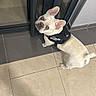 Bleu participe au concours pour gagner de l'argent avec cette photo : dog, french_bulldog, blue_eyes, harness, julius_k9, tile_floor, glass_door, curious, pet, indoor, footwear, sneaker, looking_up, small_dog, white_dog, short_hair, ears_up, companion, domestic_animal, floor_tiles