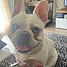 Bleu participe au concours pour gagner de l'argent avec cette photo : dog, french_bulldog, blue_eyes, pet, indoor, living_room, smiling, ears, collar, tattoo, watch, hand, blanket, zebra_pattern, floor, furniture, window, curtain, happy, close_up