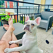 Bleu a rejoint le concours — aidez-le/la à gagner de superbes lots ! dog, french_bulldog, white_dog, blue_eyes, pet, balcony, outdoor_furniture, potted_plant, person, legs, relaxation, summer, home, patio, railing, tile_floor, casual, companion, cute, curious
