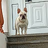 dog, french_bulldog, pet, animal, stairs, door, collar, white_dog, blue_eyes, outdoor, alert, guard, house, granite, steps, portrait, standing, expression, looking, ears