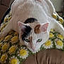 animal, black_fur, brown_fur, calico, cat, close_up, cozy, crocheted_blanket, cute, feline, green_eyes, home, indoor, lying_down, pet, relaxed, resting, soft_texture, white_fur, yellow_flowers
