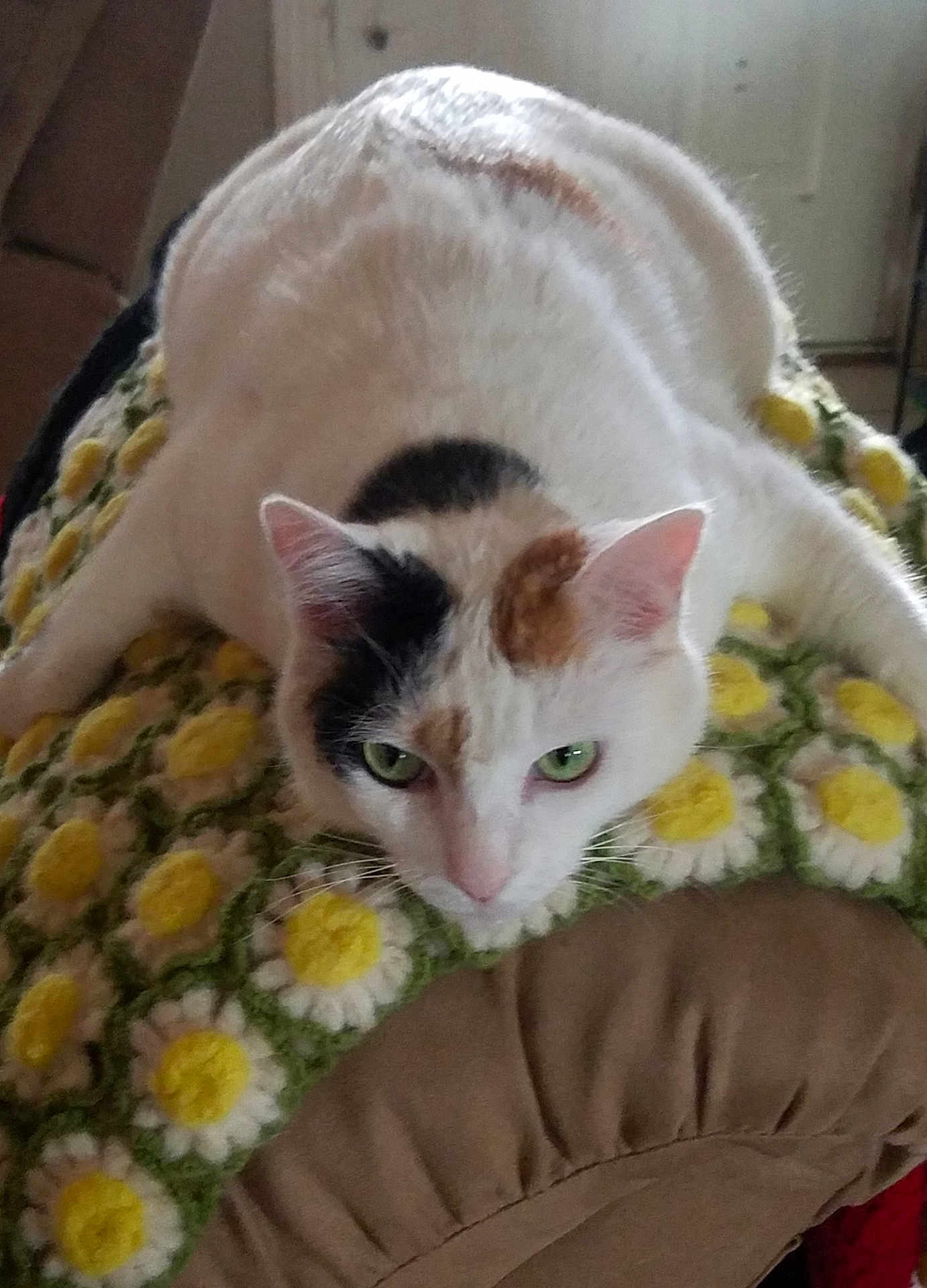 Kiri is registered to the contest to win money with this photo: cat, calico, green_eyes, crocheted_blanket, yellow_flowers, white_fur, brown_fur, black_fur, pet, indoor, cozy, relaxed, feline, animal, cute, lying_down, close_up, soft_texture, home, resting