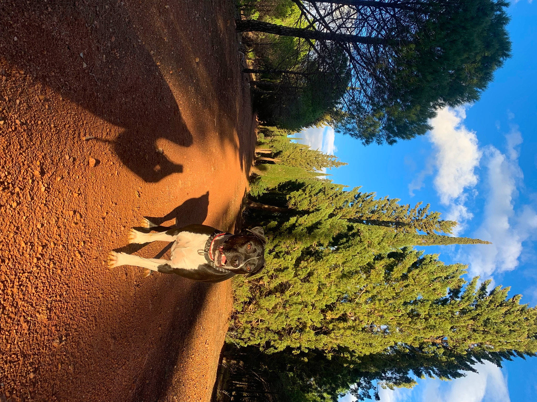 Iron participe au concours pour gagner de l'argent avec cette photo : biome, branch, cloud, grass, leaf, line, morning, natural_environment, nature, people_in_nature, plant, sky, street_light, sunlight, tree, trunk, vegetation, water, wood, woody_plant