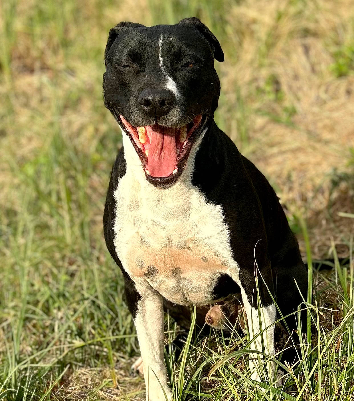Iron participe au concours pour gagner de l'argent avec cette photo : borador, canidae, carnivore, collar, companion_dog, dog, dog_breed, dog_collar, fang, grass, grassland, gun_dog, liver, plant, snout, sporting_group, terrestrial_animal, whiskers, working_animal, working_dog
