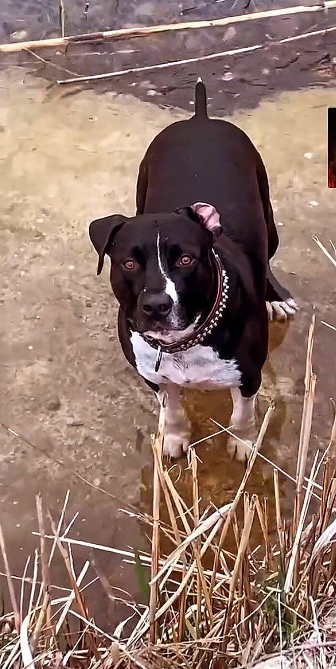 Iron participe au concours pour gagner de l'argent avec cette photo : canidae, carnivore, collar, companion_dog, dog, dog_breed, dog_collar, dog_supply, fawn, fur, grass, guard_dog, head, pet_supply, plant, snout, sporting_group, whiskers, working_animal, working_dog