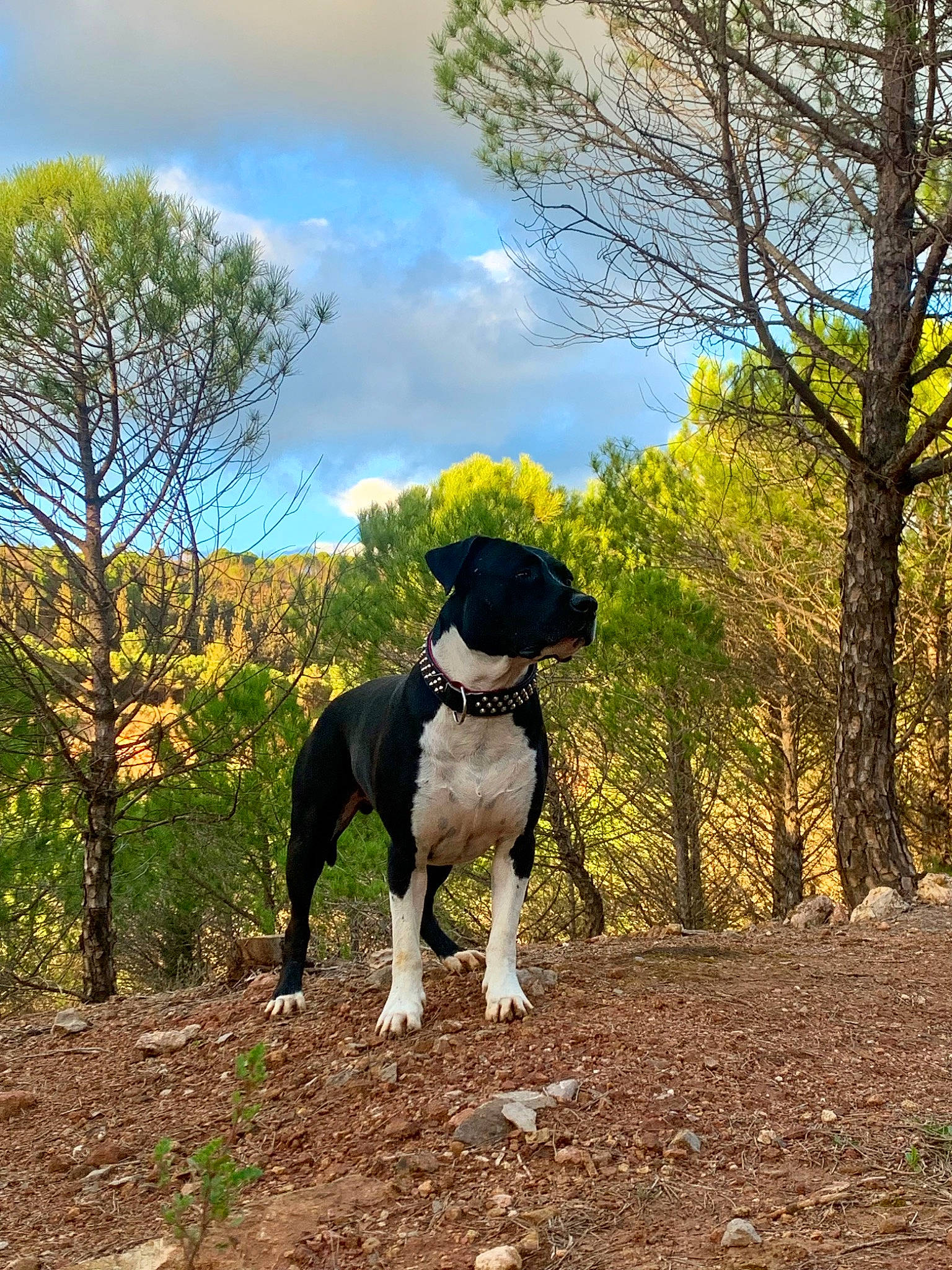 Iron a rejoint le concours — aidez-le/la à gagner de superbes lots ! canidae, carnivore, cloud, collar, companion_dog, dog, dog_breed, dog_supply, fawn, grass, landscape, natural_landscape, plant, recreation, sky, soil, sporting_group, tail, tree, working_animal