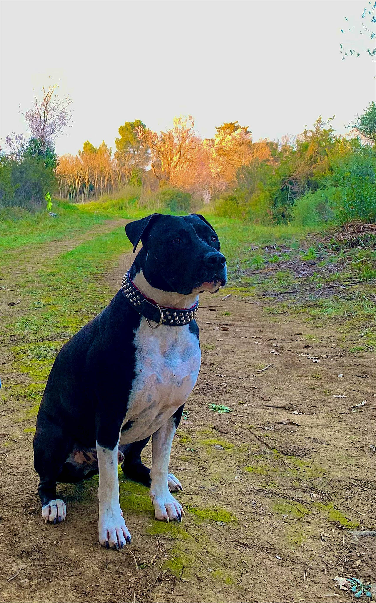 Iron a rejoint le concours — aidez-le/la à gagner de superbes lots ! adventure, canidae, carnivore, collar, companion_dog, dog, dog_breed, dog_collar, fawn, grass, grassland, gun_dog, landscape, plant, sky, snout, sporting_group, tail, tree, working_animal