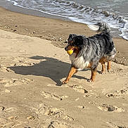 Twist participe au concours pour gagner de l'argent avec cette photo : dog, beach, ocean, seashore, sand, waves, surf, ball, fetch, playing, outdoors, daylight, fluffy, long_hair, tricolor, standing, animal, pet, shadow, coastline