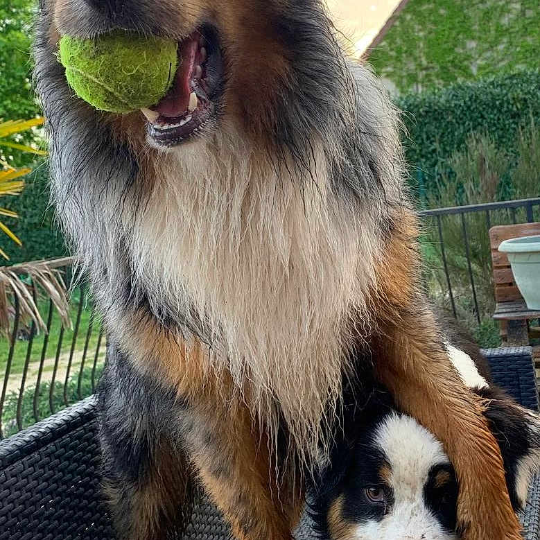 Twist a rejoint le concours — aidez-le/la à gagner de superbes lots ! dog, puppy, tennis_ball, fluffy, shaggy, brown, black, white, outdoor, garden, backyard, chair, furniture, house, hedge, portrait, sitting, standing, playful, pets