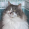 adorable, animal, bathroom, blue_background, cat, close_up, curious, ears, fluffy, fur, golden_eyes, gray_and_white, indoor, long_hair, nose, patterned_tiles, pet, portrait, staring, whiskers