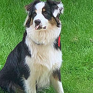 Una participe au concours pour gagner de l'argent avec cette photo : dog, grass, outdoor, pet, animal, sitting, fur, black, white, brown, canine, nature, playful, ears, collar, tongue, cute, alert, friendly, muzzle