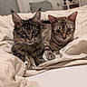 Azalée a rejoint le concours — aidez-le/la à gagner de superbes lots ! cats, tabby_cats, pets, animals, feline, two_cats, portrait, close_up, bed, bedroom, bedding, blanket, fluffy, striped_fur, pointed_ears, whiskers, green_eyes, indoor, cozy, alert
