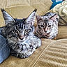 Azalée a rejoint le concours — aidez-le/la à gagner de superbes lots ! animal, blanket, blue_eyes, brown, cats, closeup, couch, cozy, fluffy, furry, gray, indoor, longhaired_cat, pet, portrait, shorthair_cat, sofa, striped, tabby, two_cats