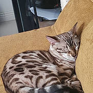Azalée a rejoint le concours — aidez-le/la à gagner de superbes lots ! cat, sleeping, curled_up, couch, mustard_yellow, spotted, striped, fur, tail, ears, whiskers, pet, indoors, relaxed, cozy, furniture, textured_fabric, home, resting, portrait