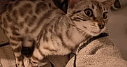 Azalée participe au concours pour gagner de l'argent avec cette photo : cat, bengal_cat, kitten, feline, spotted, striped, fur, whiskers, ears, eyes, nose, pet, animal, indoors, blanket, couch, cozy, close_up, portrait, relaxed