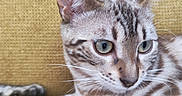 Azalée participe au concours pour gagner de l'argent avec cette photo : animal, blue_eyes, cat, close_up, couch, ears, feline, fur, indoor, lounging, lying_down, mustard_yellow, paws, pet, photography, portrait, spotted, striped, tabby, whiskers