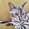 Azalée participe au concours pour gagner de l'argent avec cette photo : cat, feline, pet, animal, portrait, close_up, tabby, spotted, striped, blue_eyes, whiskers, ears, paws, lying_down, lounging, couch, indoor, mustard_yellow, fur, photography