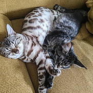 Elfe participe au concours pour gagner de l'argent avec cette photo : cat, cats, sleeping, napping, couch, sofa, indoor, pet, feline, tabby, spotted, gray_cat, white_cat, striped, fur, whiskers, ears, paws, relaxed, cuddling