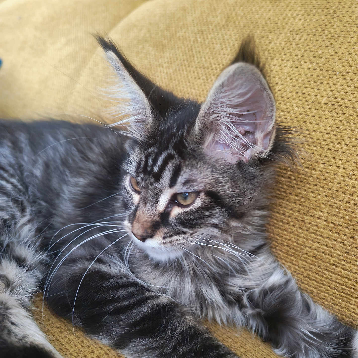 Elfe