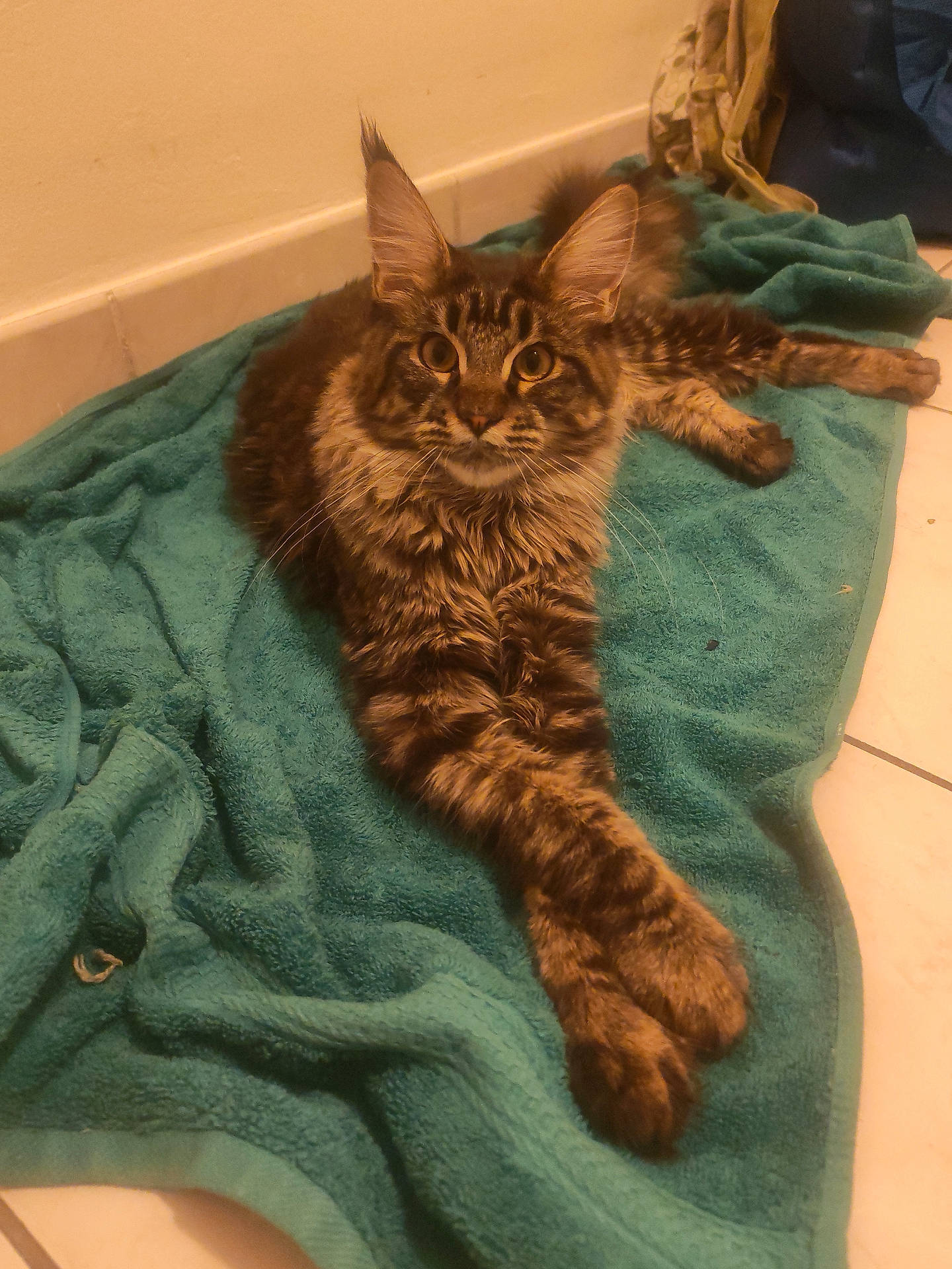 Elfe a rejoint le concours — aidez-le/la à gagner de superbes lots ! animal, bathroom, black, brown, cat, ears, eyes, feline, floor, fluffy, fur, indoor, long_hair, lying_down, paws, pet, stretched_out, tabby, teal_towel, whiskers