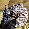 cats, kitten, tabby, spotted_cat, fluffy, fur, couch, blanket, indoor, pets, sleeping, lying_down, curled_up, animal, whiskers, ears, brown, black, cozy, portrait